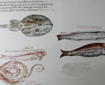 osmanlilar-hangi-baliklari-ilac-diye-hastaya-verirdi-sk6o