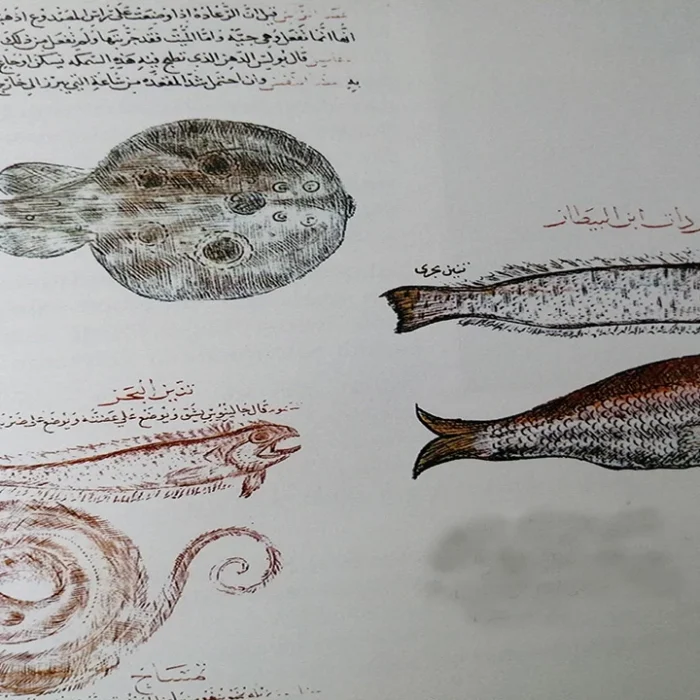 osmanlilar-hangi-baliklari-ilac-diye-hastaya-verirdi-sk6o